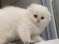 2 Aylık Scottish Fold Yavrumuz Mavi Gri Gözlü