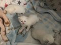 Safkan Red poınt ve blue poınt yavrular