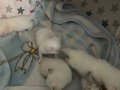 Safkan Red poınt ve blue poınt yavrular