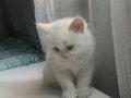 Safkan british shorthaır redpoınt ve bluepoınt 