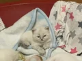 Safkan british shorthaır redpoınt ve bluepoınt 
