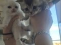 Buz Mavisi Gözlü 2 Aylık British Shorthair Yavru