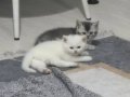 Buz Mavisi Gözlü 2 Aylık British Shorthair Yavru