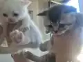 Buz Mavisi Gözlü 2 Aylık British Shorthair Yavru