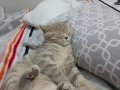 Mırıltı Küpü British Shorthair Yavru