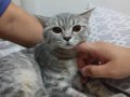 Mırıltı Küpü British Shorthair Yavru