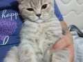 Mırıltı Küpü British Shorthair Yavru