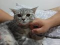 Mırıltı Küpü British Shorthair Yavru