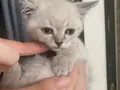 British Shorthair Blue Point Yavrular