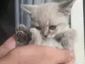 British Shorthair Blue Point Yavrular