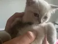 British Shorthair Blue Point Yavrular