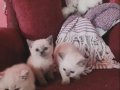 British Shorthair Blue Point Yavrular