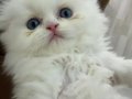 Okyanus Mavisi Gözlü Scottish Fold Longhair Yavru 