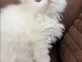 Okyanus Mavisi Gözlü Scottish Fold Longhair Yavru 