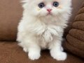 Okyanus Mavisi Gözlü Scottish Fold Longhair Yavru 
