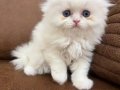 Okyanus Mavisi Gözlü Scottish Fold Longhair Yavru 