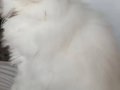 Okyanus Mavisi Gözlü Scottish Fold Longhair Yavru 