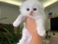 Bembeyaz Mavi Gözlü Scottish Fold Longhair Yavrular