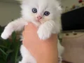 Bembeyaz Mavi Gözlü Scottish Fold Longhair Yavrular