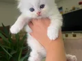 Bembeyaz Mavi Gözlü Scottish Fold Longhair Yavrular
