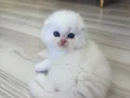 Bembeyaz Mavi Gözlü Scottish Fold Longhair Yavrular