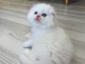Bembeyaz Mavi Gözlü Scottish Fold Longhair Yavrular