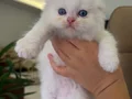 Bembeyaz Mavi Gözlü Scottish Fold Longhair Yavrular