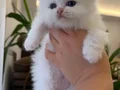 Bembeyaz Mavi Gözlü Scottish Fold Longhair Yavrular