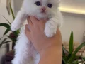 Bembeyaz Mavi Gözlü Scottish Fold Longhair Yavrular