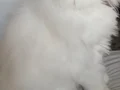 Bembeyaz Mavi Gözlü Scottish Fold Longhair Yavrular