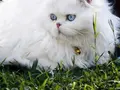 Bembeyaz Mavi Gözlü Scottish Fold Longhair Yavrular