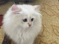 Buz Mavisi Gözlü 2.5 Aylık British Longhair Yavru