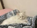 Buz Mavisi Gözlü 2.5 Aylık British Longhair Yavru