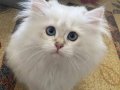 Buz Mavisi Gözlü 2.5 Aylık British Longhair Yavru