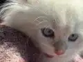 Buz Mavisi Gözlü 2.5 Aylık British Longhair Yavru