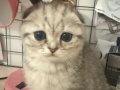 Gümüş Tüylü Scottish Fold Yavrusu 
