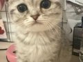 Gümüş Tüylü Scottish Fold Yavrusu 