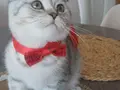 Patipati