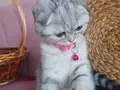 Patipati