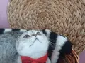 Patipati