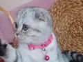 Patipati