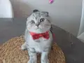 Patipati