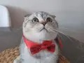 Patipati