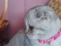 Patipati