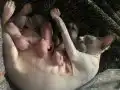 Kadife Tenli 6 Sphynx Yavru