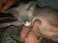 Kadife Tenli 6 Sphynx Yavru
