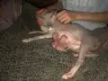 Kadife Tenli 6 Sphynx Yavru