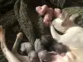 Kadife Tenli 6 Sphynx Yavru