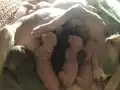 Kadife Tenli 6 Sphynx Yavru