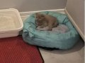 Cins kedi gri